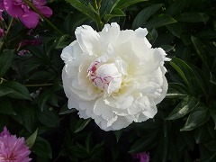 むらくも　村雲