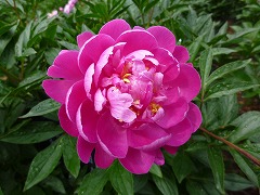 もみのそで　紅の袖