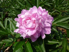 やまとごころ　大和心