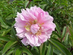 やまとざくら　大和櫻