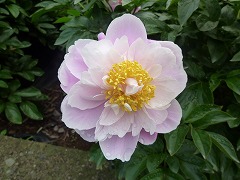 ゆうこう　幽香