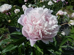 ゆうばえ　夕映