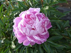 ようしゅん　陽春