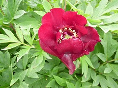 ラファイエット・エスカドリル