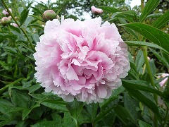 らんびしゅん　婪尾春