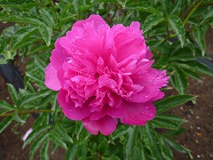 リチャード・カーニバル