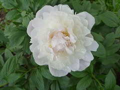 りょううんのこころざし　凌雲の志