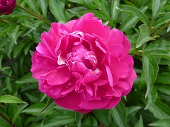 りんぽう　麟鳳