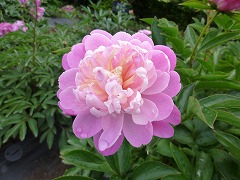 れいみょう　麗妙