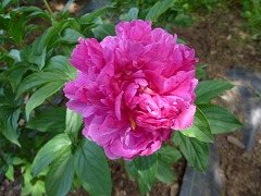 れいめい　黎明