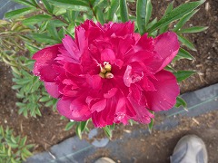 レッドコメット