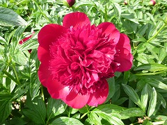 レッドチャーム