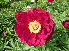 レッドモナーク