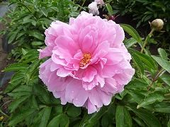 ローズグローリー