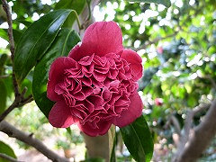 あかこしみの　赤腰蓑