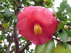 あかしがた　明石潟