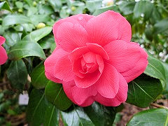 あかすみくら　赤角倉