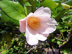 あかつきのみね　暁の峯