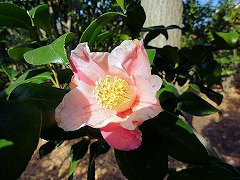 あきのやま　秋の山