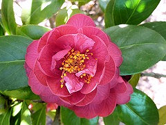 あさひきりん　旭麒麟