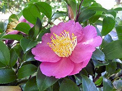 あさひのうみ　旭の海