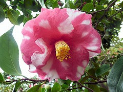 あらじし　荒獅子