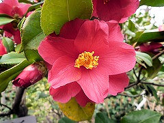 ありかわ　有川