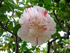 あわじしま　淡路島