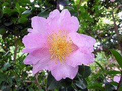 いそちどり　磯千鳥