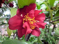 いろりび　いろり火