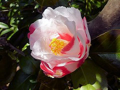 いわねしぼり　岩根絞