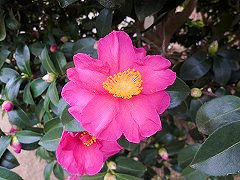 うたまくら　歌枕