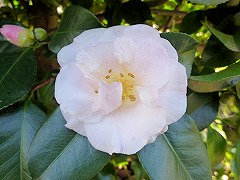 うめがこう　梅ヶ香