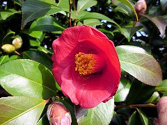 えいらく　永楽