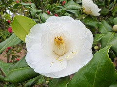 えぞにしき　蝦夷錦