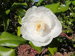 えぞにしき（しろ）　蝦夷錦（白）