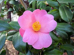 おうみごろも　近江衣