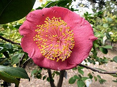 おおあそ　大阿蘇