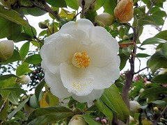 おおしろたま　大白玉