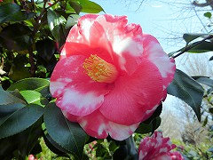 おおにじ　大虹