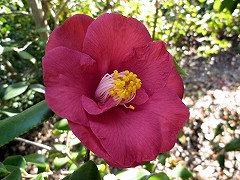 おきのなみ　沖の浪