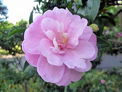 おとめさざんか　乙女さざんか