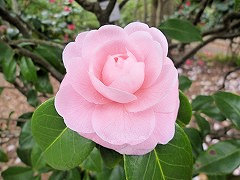 おとめつばき　乙女椿