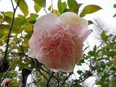 かぐらじし　神楽獅子