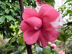 かすがの　春日野