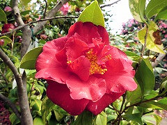 かせんざん　歌仙山