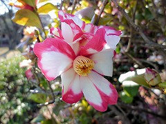 かまくらしぼり　鎌倉絞