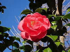 かみよつばき　神代椿