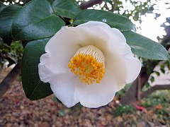 かもがわ　加茂川