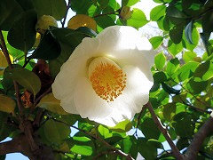 かもほんあみ　加茂本阿弥